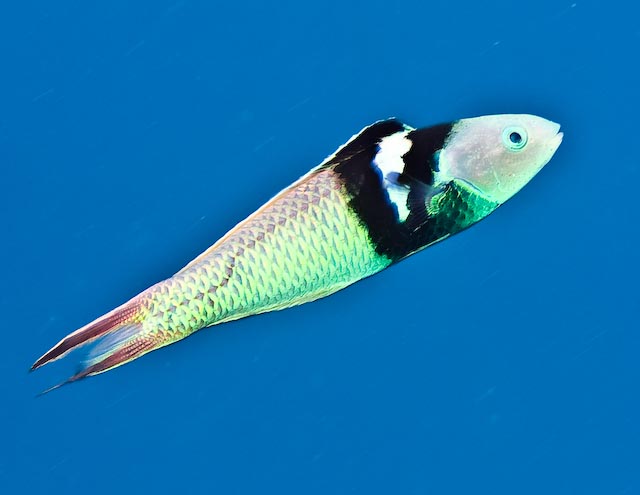 Thalassoma bifasciatum